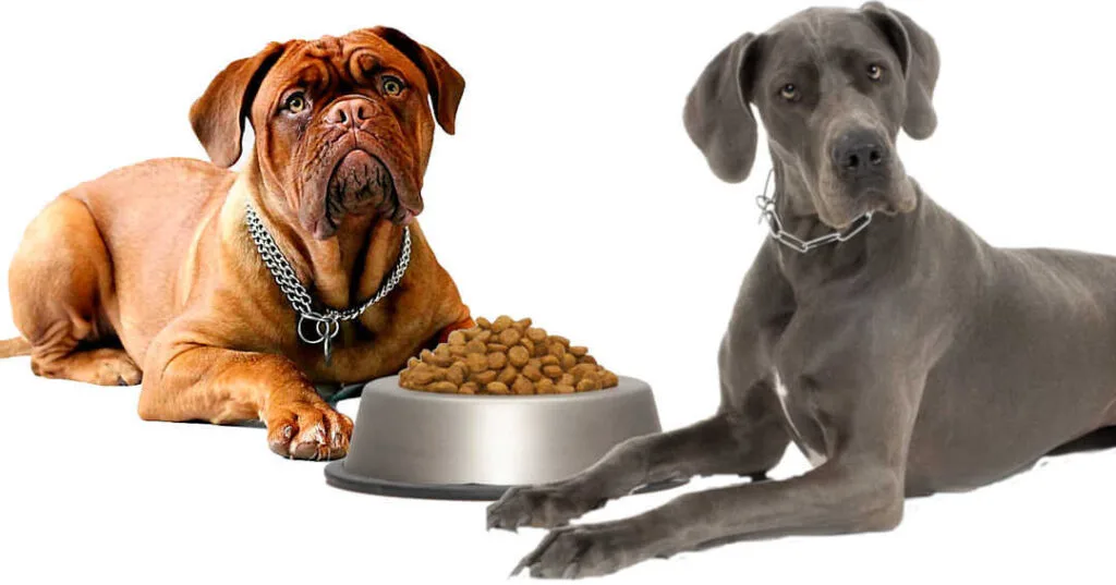 ¿Qué pienso compro a mi perro? blog-gosygat