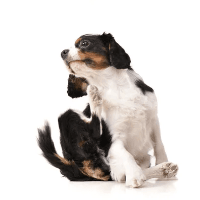 Antiparasitarios para Perros