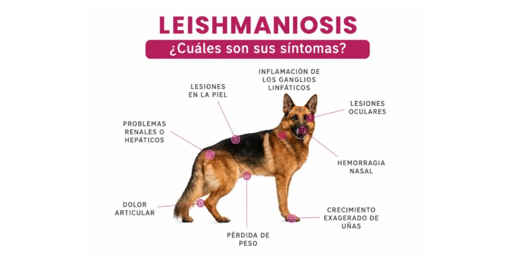Cómo proteger a tu perro de la Leishmaniosis en Valencia GOSYGAT