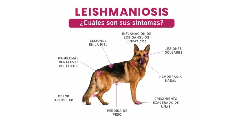 Cómo proteger a tu perro de la Leishmaniosis en Valencia GOSYGAT