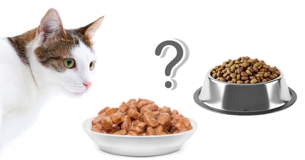 BLOG GOSYGAT Pienso o comida húmeda para gatos: ventajas e inconvenientes