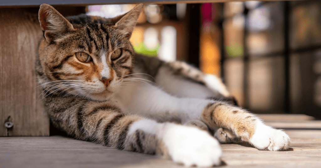 elegir el mejor pienso para gatos esterilizados GOSYGAT