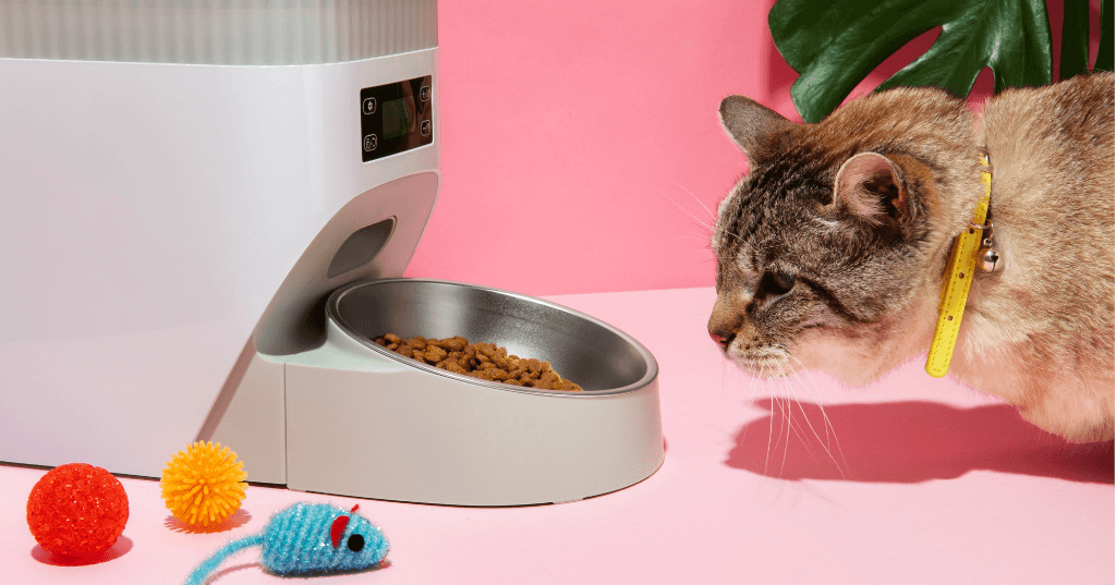 Gato comiendo su ración diaria de pienso